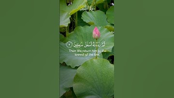 surah Al-teen سورة التين