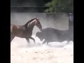 سبحان الله شاهد ماذا فعل هذا الحصان للتغلب على الثور الضخم مشهد صادم Wrestling Against The Horse سبحان الله شاهد ماذا فعل هذا الحصان للتغلب على الثور الضخم مشهد صادم Wrestling Against The Horse