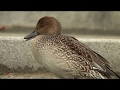 ビデスコ 野鳥 2020.01.25　オナガガモ　(Northern pintail)