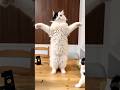 みんな集まれ〜 #cat #元気になる動画