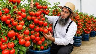 Grow Tomatoes in Bottles on Your Balcony All Year Long