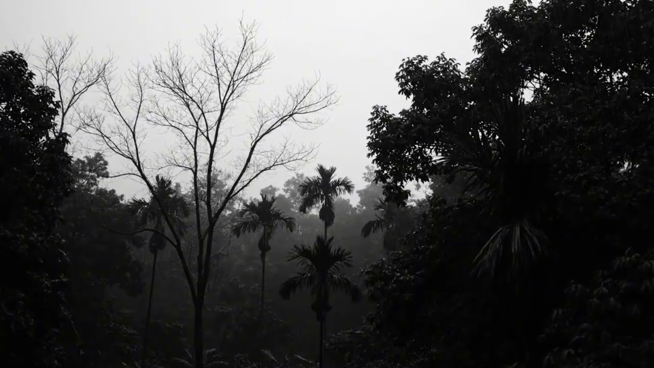 Rainstorm and Thunder Ambience in the Forest Night for Stress Relief