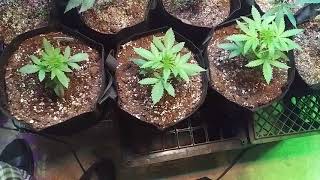 Organic Greenhouse Veg Side Update #11 #Bloomplus