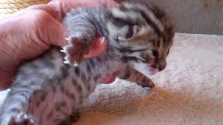 F1 Bengal Boy (2 weeks old) by TecSpot 398 views 5 years ago 36 seconds