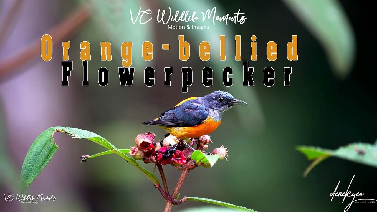 Orange-bellied Flowerpecker