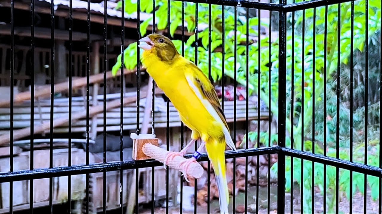 This Canary WILL SURPRISE YOU! - Canary Singing Practice Video - YouTube - Canary Singing Improvement With Practice