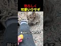 恐ろしく可愛いウサギ