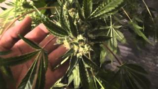blue pit #15 harvest