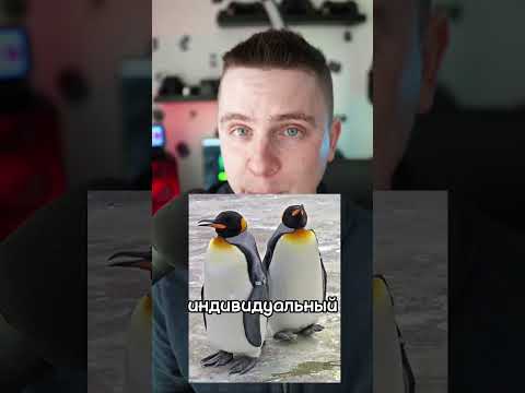 КАК ПИНГВИНЫ УЗНАЮТ ДРУГ ДРУГА 🐧 #shorts