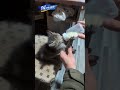 Рошелька, киця, в якій багато татусів в військовій формі.