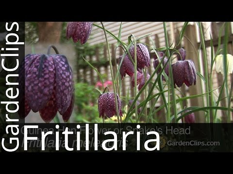Vídeo: Tetraz Ou Fritillaria
