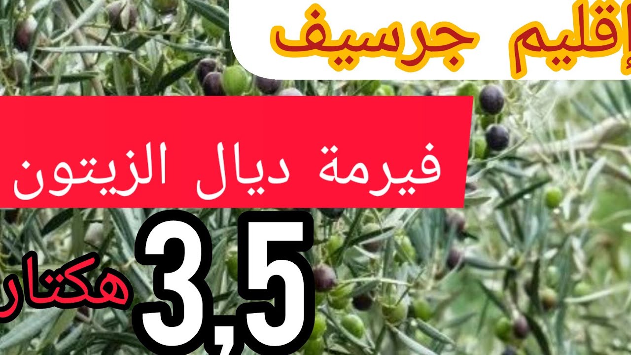 💥عروض شهر رمضان 👈 إقليم جرسيف فيرمة 3,5 هكتار مغروسة بأشجار الزيتون 0670964884☎️