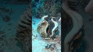 This Giant Clam Filters 50 Gallons A Day
