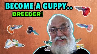 Become A Guppy Breeding Pro: How To Breed Prizewinning Fish!