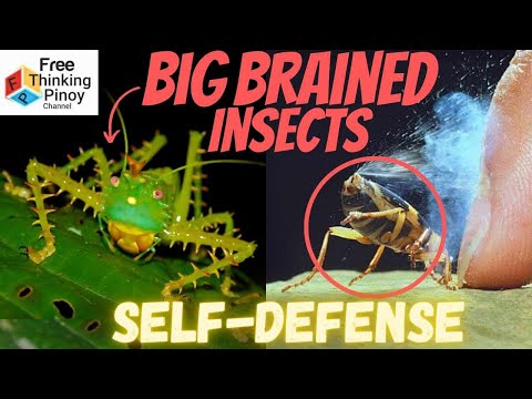 Ganito Lumaban ang mga Insekto sa PREDATOR | Self Defense of Insects