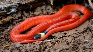 Snakes! Behavior, Feeding and Diversity (Short)