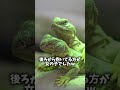 抱き合って寝るおじさんトカゲ♡