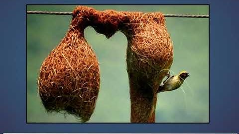 Incredible Science Class 1-Chapter 4-Page Number 32