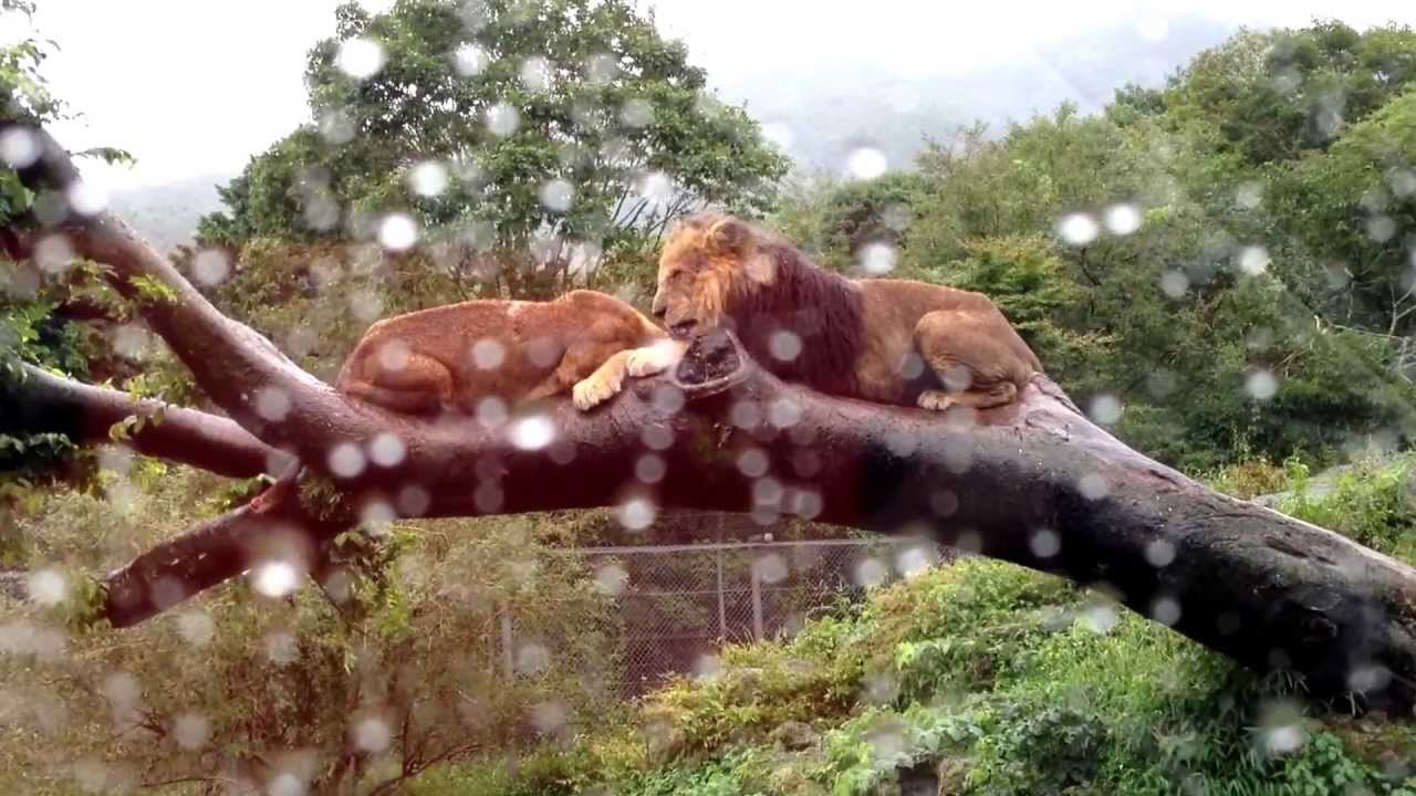 富士サファリパーク ほんとにほんとにほんとにほんとにライオンだ Lion In Fuji Safari Park Youtube