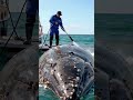 "REELING IN RELIEF! Fish Rescue: Saving Lives Underwater"#FishRescue #UnderwaterRescue #MarineLife