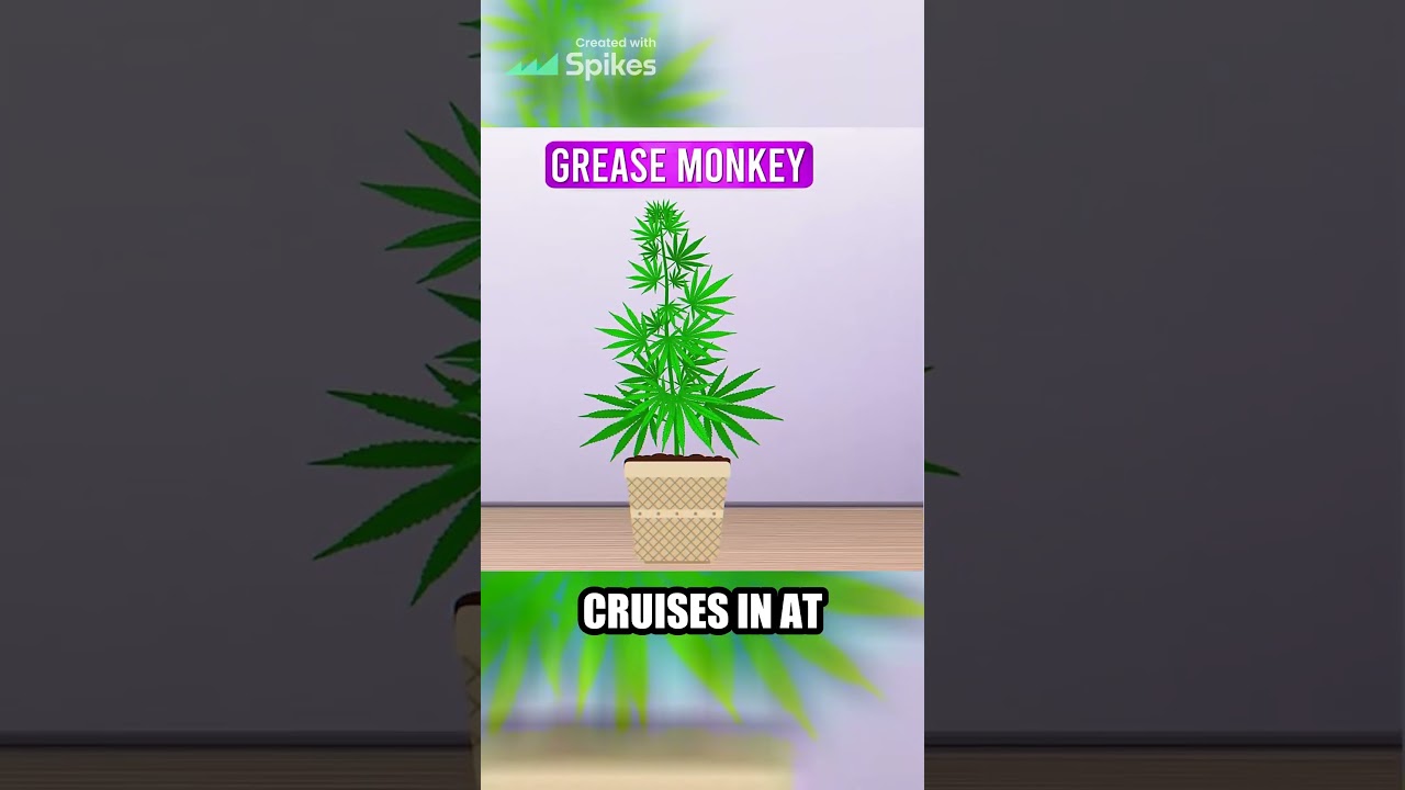 GMO Cookies - The Unique Strain with Garlic and Coffee Aroma.