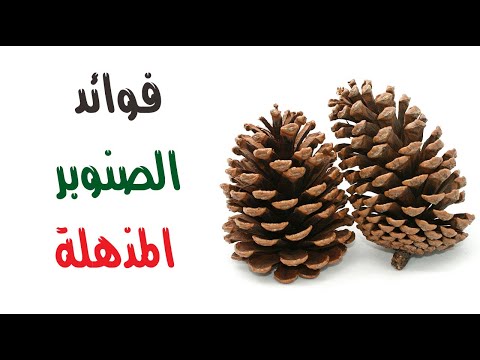 فيديو: نواة الصنوبر: الميزات والخصائص المفيدة والضرر