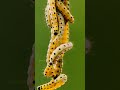 Caterpillar Family 333llmkG Reels Nature Shorts Insects Wildlife Caterpillar Family 333llmkG Reels Nature Shorts Insects Wildlife