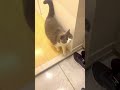 #shorts お出迎え猫196日目🐯 #お出迎え猫