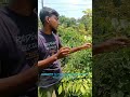 An Amazing Betel Luxury Tree You’ve Never Seen Before! #agriculture #video