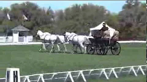 Allison Stroud Dressage Live Oak 2013