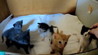 The kittens have completely become friends with their owners by あいねこ.Aineko 2,359 views 1 month ago 4 minutes, 27 seconds