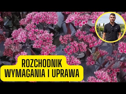 Wideo: Rośliny rozchodnika: Uprawa rozchodnika w ogrodzie