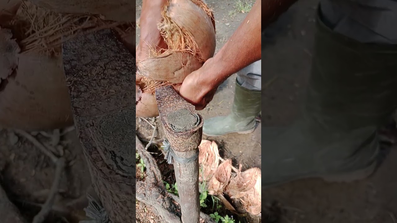 a typical coconut peeling tool