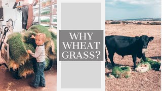 Why Wheat Grass?