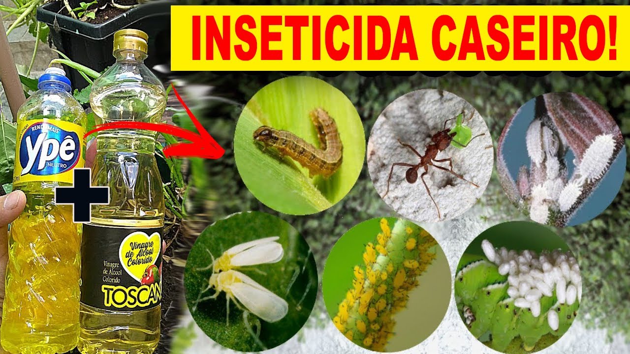 DETERGENTE + VINAGRE ACABA COM AS PRAGAS (MATA PULGÃO, COCHONILHA ...