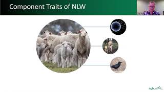 Reproduction RBVs in Merinos - webinar recording screenshot 1