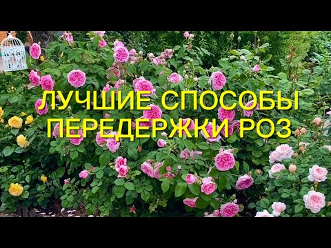 Как сохранить саженцы роз до посадки?  Лучшие способы передержки роз.🌹🌹🌹