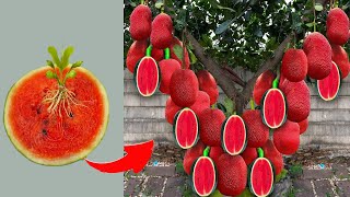 The most unique on the planet about how to grow red jackfruit for super fruit trees