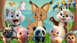 Happy Animal Moments, Familiar Animal Sounds: Otter, Dog, Pig, Bear, Duck, Hedgehog - Animal Videos