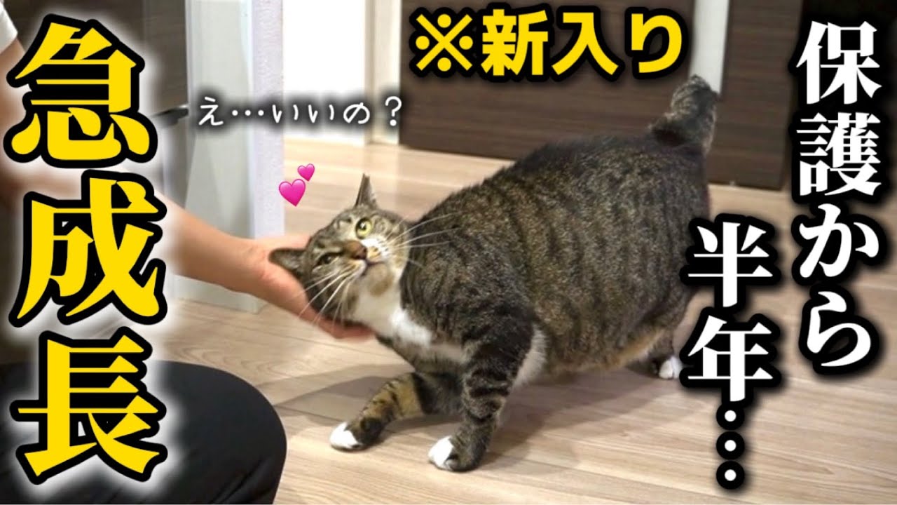 【感動】やっと心を開いてくれた新入りおデブ猫が可愛すぎて困ってます