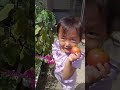 【トマトちゃんPart5】家庭菜園トマトの収穫20210802【りちゃ】tomato harvest #shorts