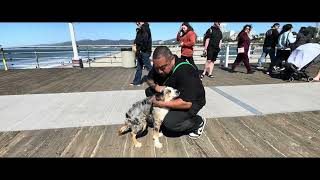 Miniature Australian Shepherd Training | Apollo | Long Beach, CA