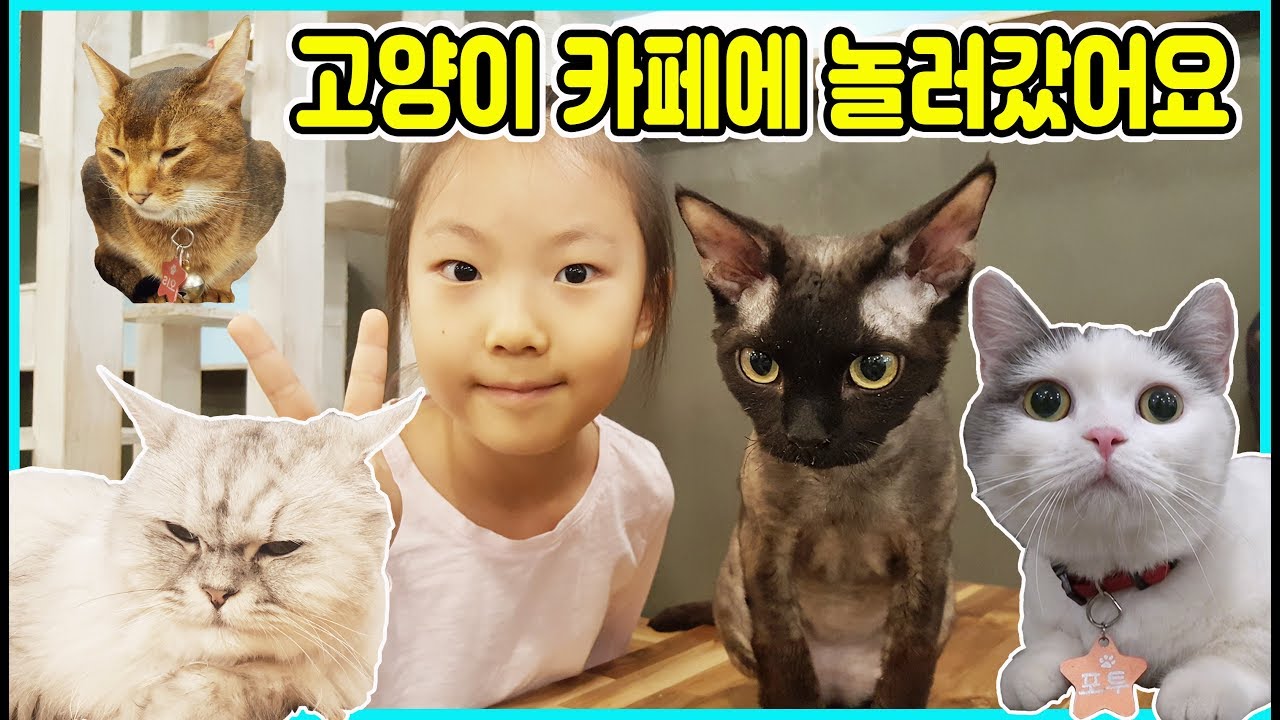 사랑승리 고양이 카페에 가다!  30여 마리의 고양이들을 만나 먹이도 주고 정말 재미있는 시간을 보냈어요 [사랑아놀자 LOVE&TORY]