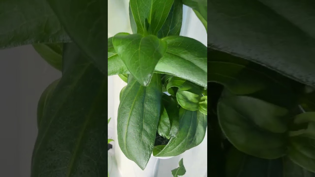 Strawberries Finally Arrived! 🍓 Hydroponic Tower Update + So Much GREEN!