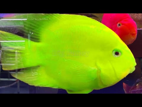My First Aquarium With CUTE beautiful parrot Fish!!