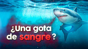 ¿A qué distancia puede oler un tiburón una gota de sangre?