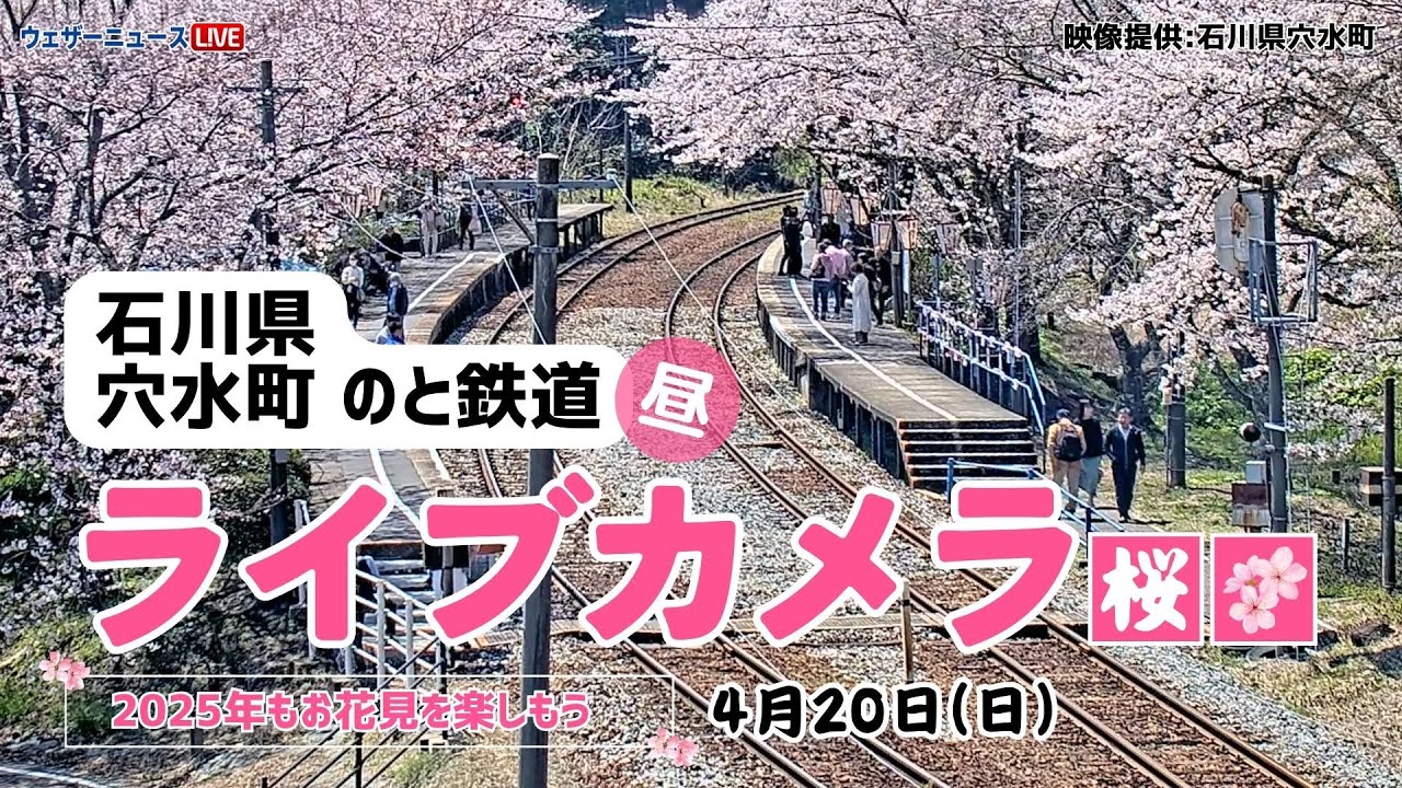桜ライブカメラ】ソメイヨシノ／「石川県穴水町 のと鉄道」ライブ