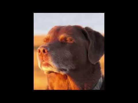 Cooked Dog Meme | Template 