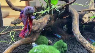 Betta happy in his 20 gallon planted aquarium by Me 32 views 3 years ago 8 seconds