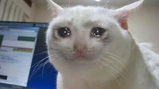 Sad cat dance BUT with Jenna!